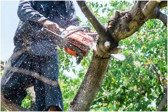 tree services Prentice